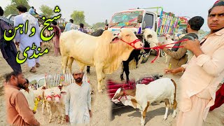 Shiekh wahan mandi updateShiekh wahan cow mandiGulabi Nukray Ablag PrintSasti range wlay janwar [upl. by Avilys259]