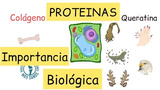 Proteínas Función biológica BiologíayEcología Clasesdebiología [upl. by Colombi324]