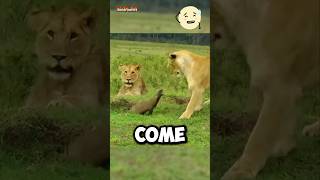 Lion vs Mongoose Real fight 😱 [upl. by Cornelie]