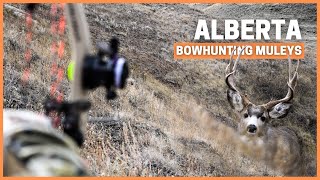 Bowhunting mule deer with Brian Call🔥 Insane Spot and stalk gritty hunting action [upl. by Oswal]