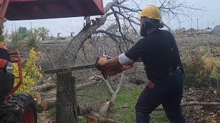 This IRONHORSE 372xp is NUTS Elm tree removal job [upl. by Braasch]