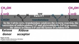 Transketolase Top  10 Facts [upl. by Reidar723]