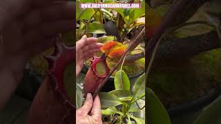 Nepenthes rajah the kind of pitcher plants [upl. by Lucien697]