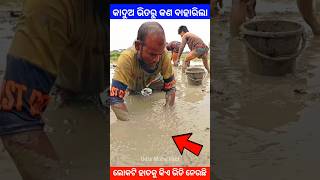 କାଦୁଅ ଭିତରୁ କଣ ବାହାରିଲା story gapa ytshort shorts facts viralvideo amazingfacts natia short [upl. by Llevra]