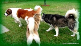 BIRTHDAY PARTY St Bernard Sunshine comes to Play with the Siberian Huskies [upl. by Ainaznat]