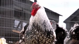 Silver Laced Wyandottes  Farm Raised With P Allen Smith [upl. by Mcnalley]