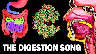 THE DIGESTIVE SYSTEM SONG [upl. by Lucilia]