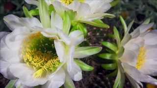 Trichocereus Bloom  Time Lapse [upl. by Graniah]