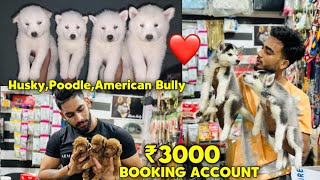 Cheapest Dogs Market In Delhi NCR  Husky Puppy  Dog in Cheap Price  Dog market [upl. by Ardet]