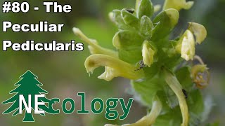 NEcology 80  The Peculiar Pedicularis [upl. by Anomer]