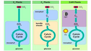 Types of Photosynthesis in Plants C3 C4 and CAM [upl. by Forta601]