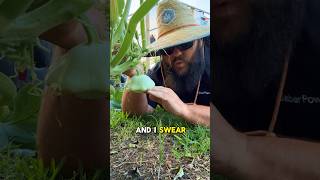 Grow Patty Pan Squash texasgarden texasgardeners garden [upl. by Dalpe]