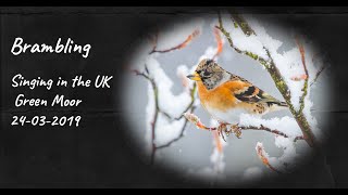 Brambling Callingsinging [upl. by Illoh]