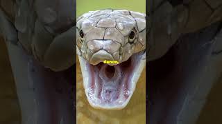 Epic Showdown King cobra versus rattlesnake naturelovers wildlifeseekersfypシ゚viral [upl. by Thadeus791]