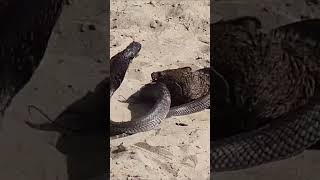 Snake vs Mongoose both dead [upl. by Naerda]