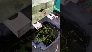 crayfish crayfishfarming crayfishvideo [upl. by Aner55]