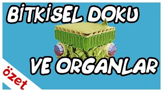 Bitkisel Doku ve Organlar Özet  AYT Biyoloji [upl. by Victoria329]