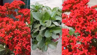 How to Grow Kalanchoe Plant  Care of Kalanchoe  Flowering Plants Sinjaliflowergardening [upl. by Alleroif]