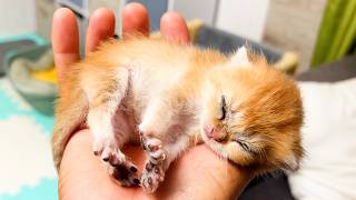 Foster Kitten Michael Falls Asleep In Big Mans Palm So Cute [upl. by Puritan724]