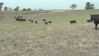 Managed Grazing Managing Pasture Plants [upl. by Yarod]