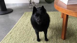 Schipperke dog when it’s 5 minutes until supper time [upl. by Kaela390]