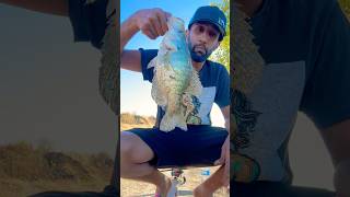 Catching big slabs crappie on the pantermartin  shorts bassfishing [upl. by Sarajane]