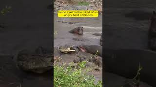 30 Hippos Attack a Crocodile An Unbelievable Showdown [upl. by Kamal]