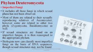 Deuteromycetes Imperfect Fungi fsc Biology Online Classes [upl. by Yukio]