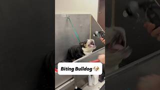 I believe he will get better with time 🐶 englishbulldog bulldog bullybreed dogbath tutorial [upl. by Eiznil755]