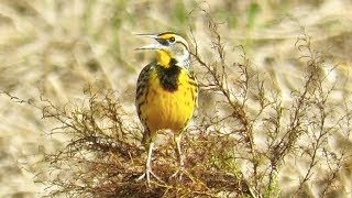 Eastern Meadowlark Song [upl. by Adianez124]