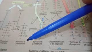 PENTOSE PHOSPHATE PATHWAY part 3non oxidative reactions [upl. by Anayd]