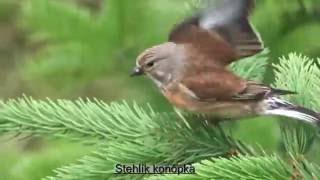 Stehlík konôpka Carduelis cannabina [upl. by Soll]