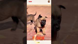 🦮💯❌TRAINING DOG pubg doglover germanshepherd k9 🧑‍🏫🌹chó pets becgie [upl. by Anyrb691]