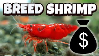 How to Breed Shrimp  A full guide [upl. by Cram726]