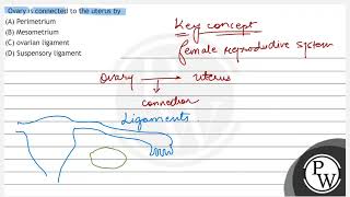 Ovary is connected to the uterus by A Perimetrium B Mesometrium C ovarian ligament D Sụs [upl. by Nagram]