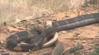 THE KING COBRA  A RUTHLESS SNAKE HUNTER [upl. by Wolram]