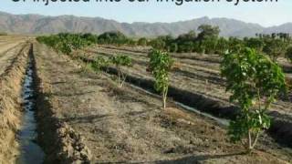 A Green Future  Jatropha Curcas Plantation  FBI Farms [upl. by Iraam]