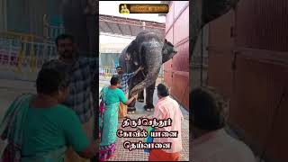 tiruchendur temple elephant [upl. by Nodnyl553]