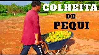 ESTAMOS NA ÉPOCA DE PEQUI E VAMOS COLHER [upl. by Lindon453]