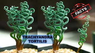 10 Fascinating Facts About Trachyandra Tortilis  Fun Facts  Weird but True [upl. by Christabelle642]