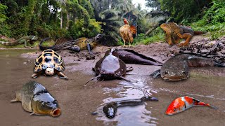 Finding Big Snakehead Fish in the River Betta Fish Catfish Eel Turtle Iguana Gourami Fish Koi [upl. by Ailenroc]