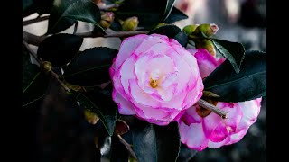 Everything you need to know about Camellia Shrubs [upl. by Joash]