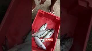 Anchova fresca chegando agora no Salvador Pescados [upl. by Eima]