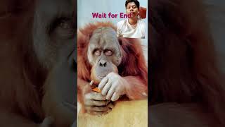 Intelligent gorilla monkey animals gorilla funny shorts viralvideo funny shorts [upl. by Rowland]