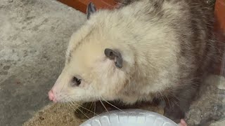 Cute possum just showed up to eat cat food [upl. by Cherlyn]