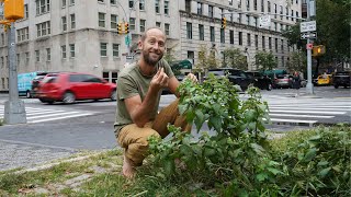 Foraging 100 of My Food For a Month  Learn 40 of the Plants I Ate [upl. by Mahgirb369]