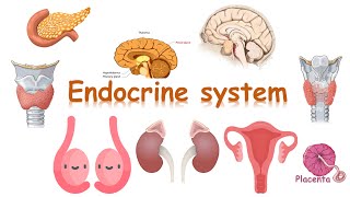 Endocrine system Histology [upl. by Demb]