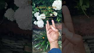 Akash Mudra  Yoga Mudras  Meditation Mudra [upl. by Florri]