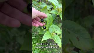 Deadly Nightshade Atropa belladonna [upl. by Mears]