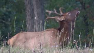 2023 LBL Elk Rut footage comp [upl. by Zoltai168]